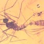 Rare Mating Gall Midge In Dominican Amber