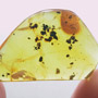 Rare Mating Wasp In Dominican Amber