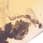 Rare Mating Wasp In Dominican Amber