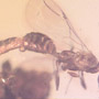 Rare Mating Wasp In Dominican Amber
