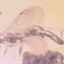 Rare Mating Wasp In Dominican Amber