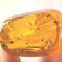 Rare Beetle With Scelionid Wasp Clinging Under Its Abdomen In Dominican Amber.