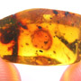 Rare Millipede And Three Eggs In Dominican Amber.
