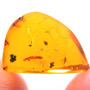 Rare Millipede And Five Eggs In Dominican Amber.
