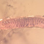 Rare Millipede And Five Eggs In Dominican Amber.