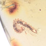 Rare Millipede And Worker Ant In Dominican Amber.