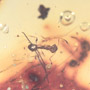 Rare Millipede And Worker Ant In Dominican Amber.