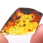 Rare Millipede And Spider In Dominican Amber.