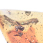 Rare Millipede And Spider In Dominican Amber.