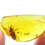 Rare Millipede And Isopod In Dominican Amber.