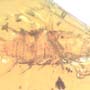 Rare Millipede And Isopod In Dominican Amber.