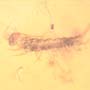Rare Millipede And Isopod In Dominican Amber.