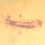Rare Millipede And Isopod In Dominican Amber.