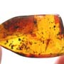 Rare Millipede And Weevil In Dominican Amber.