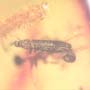 Rare Millipede And Weevil In Dominican Amber.