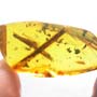 Rare Millipede And Acacia Flower In Dominican Amber.