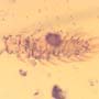 Rare Millipede And Acacia Flower In Dominican Amber.