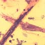 Rare Millipede And Acacia Flower In Dominican Amber.