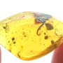 Rare Millipede And Fungus Gnat With One Egg In Dominican Amber.
