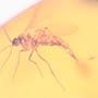 Rare Millipede And Fungus Gnat With One Egg In Dominican Amber.