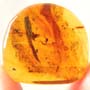 Rare Millipede, Mold And Botanical In Dominican Amber.