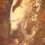 Rare Millipede, Mold And Botanical In Dominican Amber.