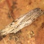 Rare Millipede, Mold And Botanical In Dominican Amber.