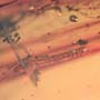 Rare Millipede And Two Worker Ants In Dominican Amber.