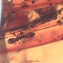 Rare Millipede And Two Worker Ants In Dominican Amber.
