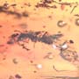 Rare Millipede And Two Worker Ants In Dominican Amber.
