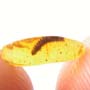 Rare Millipede In Dominican Amber.