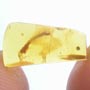 Rare Millipede In Dominican Amber.
