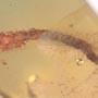 Rare Millipede In Dominican Amber.