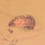 Rare Millipede In Dominican Amber.