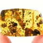Rare Millipede In Dominican Amber.