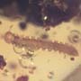 Rare Millipede In Dominican Amber.