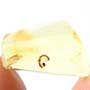 Rare Millipede In Dominican Amber.