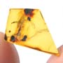 Rare Millipede In Dominican Amber.