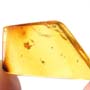 Rare Millipede In Dominican Amber.