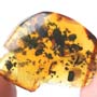 Rare Millipede In Dominican Amber.