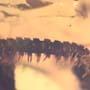 Rare Millipede In Dominican Amber.