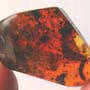 Rare Millipede In Dominican Amber.