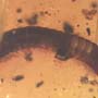 Rare Millipede In Dominican Amber.