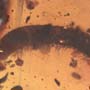 Rare Millipede In Dominican Amber.