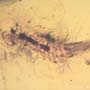 Rare Millipede In Dominican Amber.