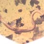 Rare Millipede In Dominican Amber.