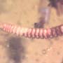 Rare Millipede In Dominican Amber.