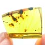 Rare Millipede In Dominican Amber