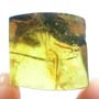Rare Millipede In Dominican Amber