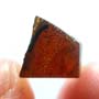 Rare Millipede In Dominican Amber